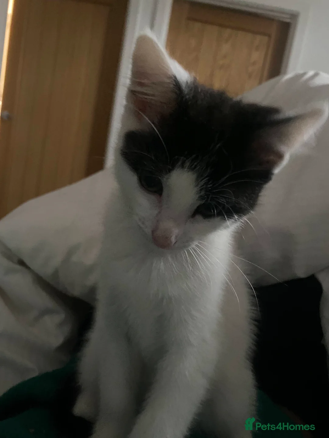 Mixed Breed cats for sale: 28 month Tuxedo Female Lucy  - Advert 2