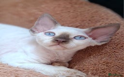 Devon Rex cats for sale: 🐱the boy ready for a change of home!!!  - Image 1