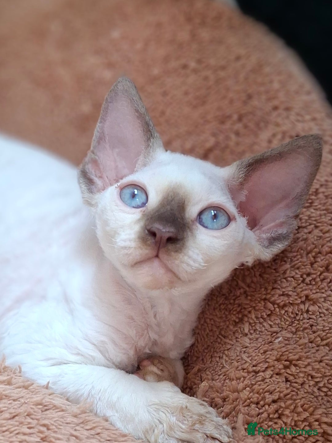 Devon Rex cats for sale: 🐱the boy ready for a change of home!!!  - Image 1