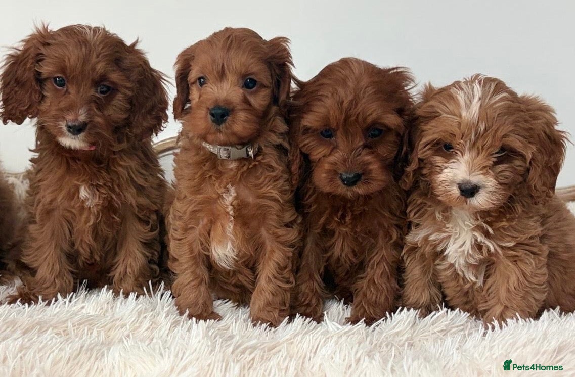 Cavapoo dogs F1 beautiful red cavapoo puppies Family raised - Advert 1