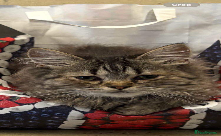 Mixed Breed cats - Advert 3