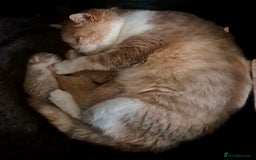 British Shorthair cats for sale: British Shorthair Fawn Tortie & White Female - Advert 2