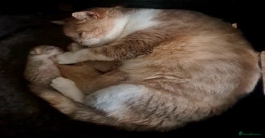 British Shorthair cats British Shorthair Fawn Tortie & White Female - Advert 11