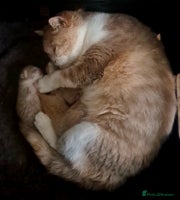 British Shorthair cats British Shorthair Fawn Tortie & White Female - Advert 2