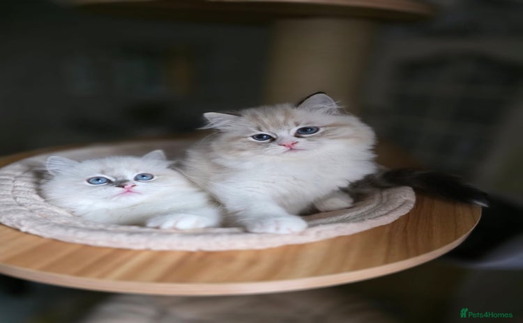 Ragdoll cats 💛 Beautiful European Kittens 😸  - Advert 2