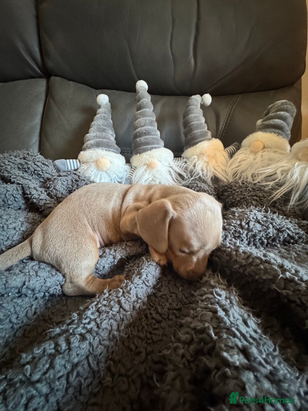 Dachshund dogs for sale: 3 Dachshunds will be ready for  **  - Advert 17