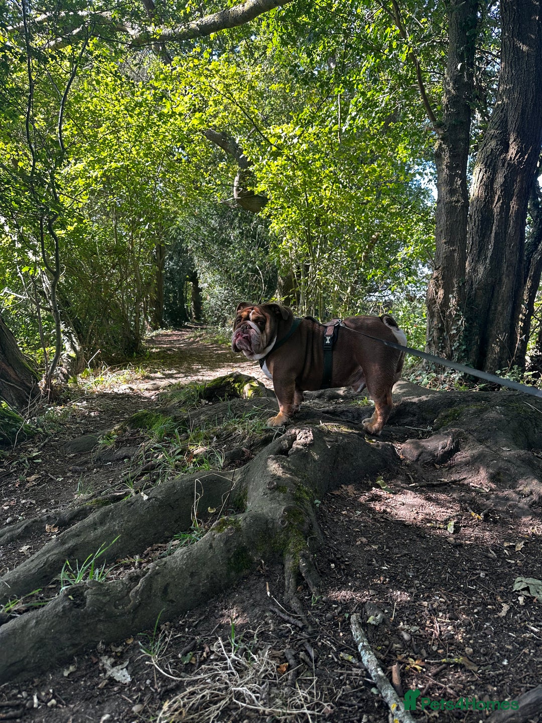 English Bulldog dogs for stud: English bulldog stud - KC registered in Wickford - Advert 8