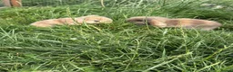 Mixed Breed rabbits for sale: Baby bunnies  in Boston - Advert 2