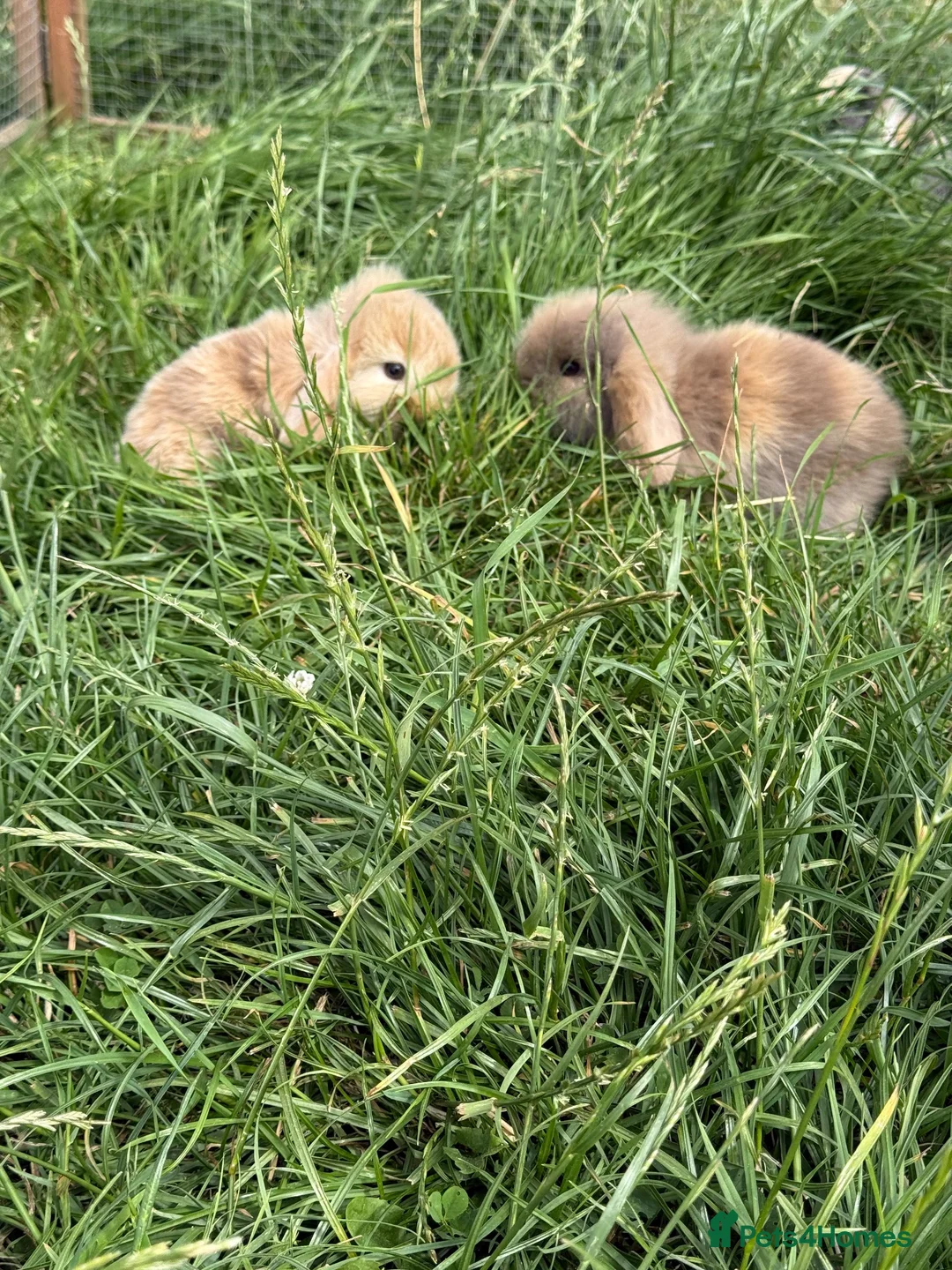 Mixed Breed rabbits for sale: Baby bunnies  in Boston - Advert 2