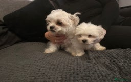 Malshi dogs for sale: Maltese x shihtzu  puppy white with beige ears - Image 7