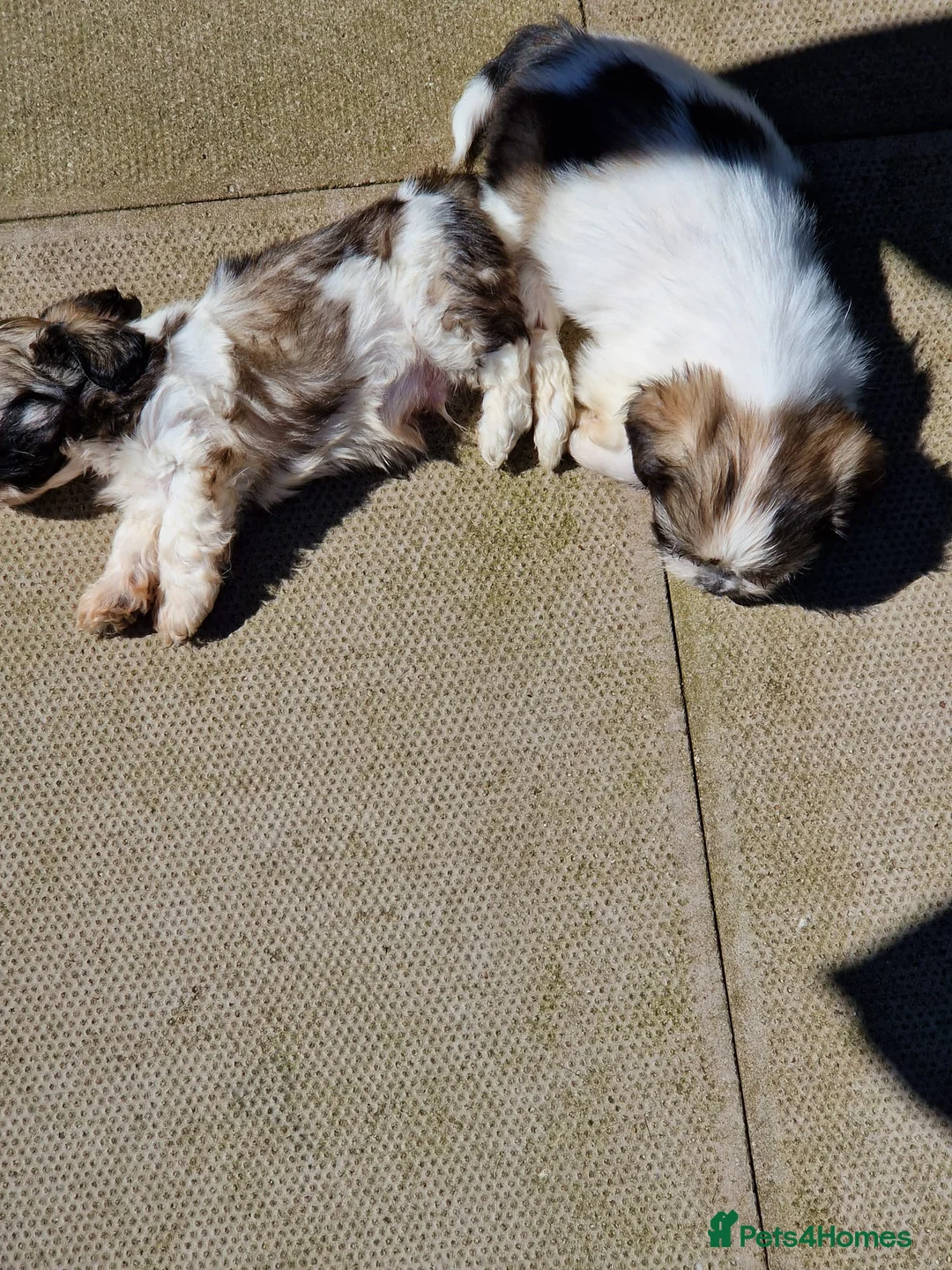 Shih Tzu dogs for stud: Shih tzu stud in Tipton - Advert 13