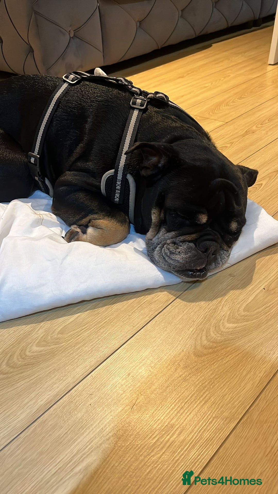 English Bulldog dogs for sale: 3 year old English bulldog.  - Advert 3