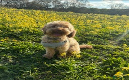 Mixed Breed dogs for sale: Toy x miniature poodle 5 years old  - Image 1