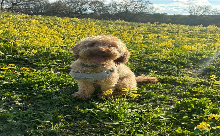 Mixed Breed dogs - Advert 1