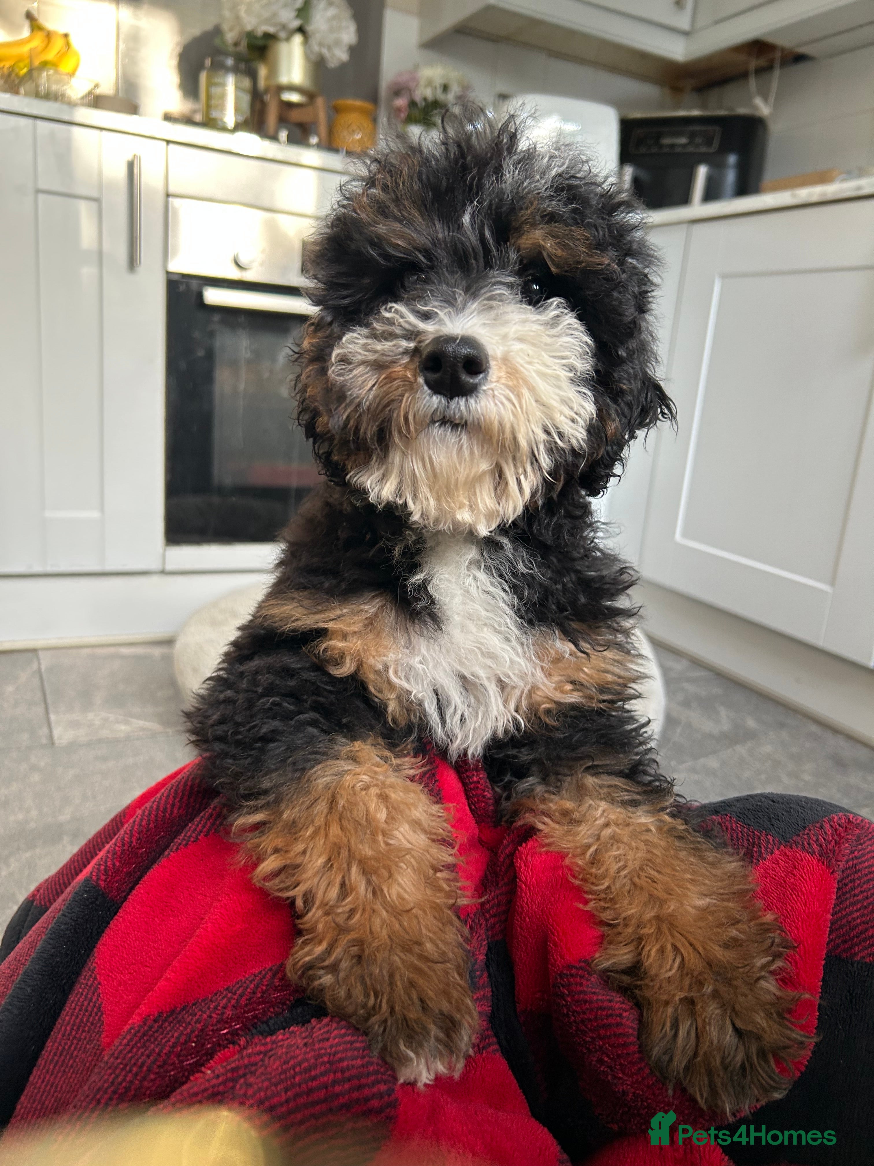 Mixed Breed dogs 🌟🌟Stunning Australian Cavapoo Puppies 🩷💙 m - Advert 4