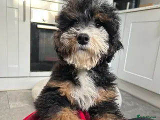 Mixed Breed dogs 🌟🌟Stunning Australian Cavapoo Puppies 🩷💙 m - Advert 4