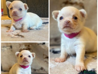 Chihuahua dogs 5 Beautiful true to type small chihuahuas - Advert 14