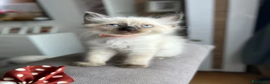 Ragdoll 4