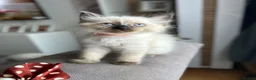 Ragdoll cats for sale: 😽 4 Beautiful Ragdoll Kittens 😽 - Advert 16
