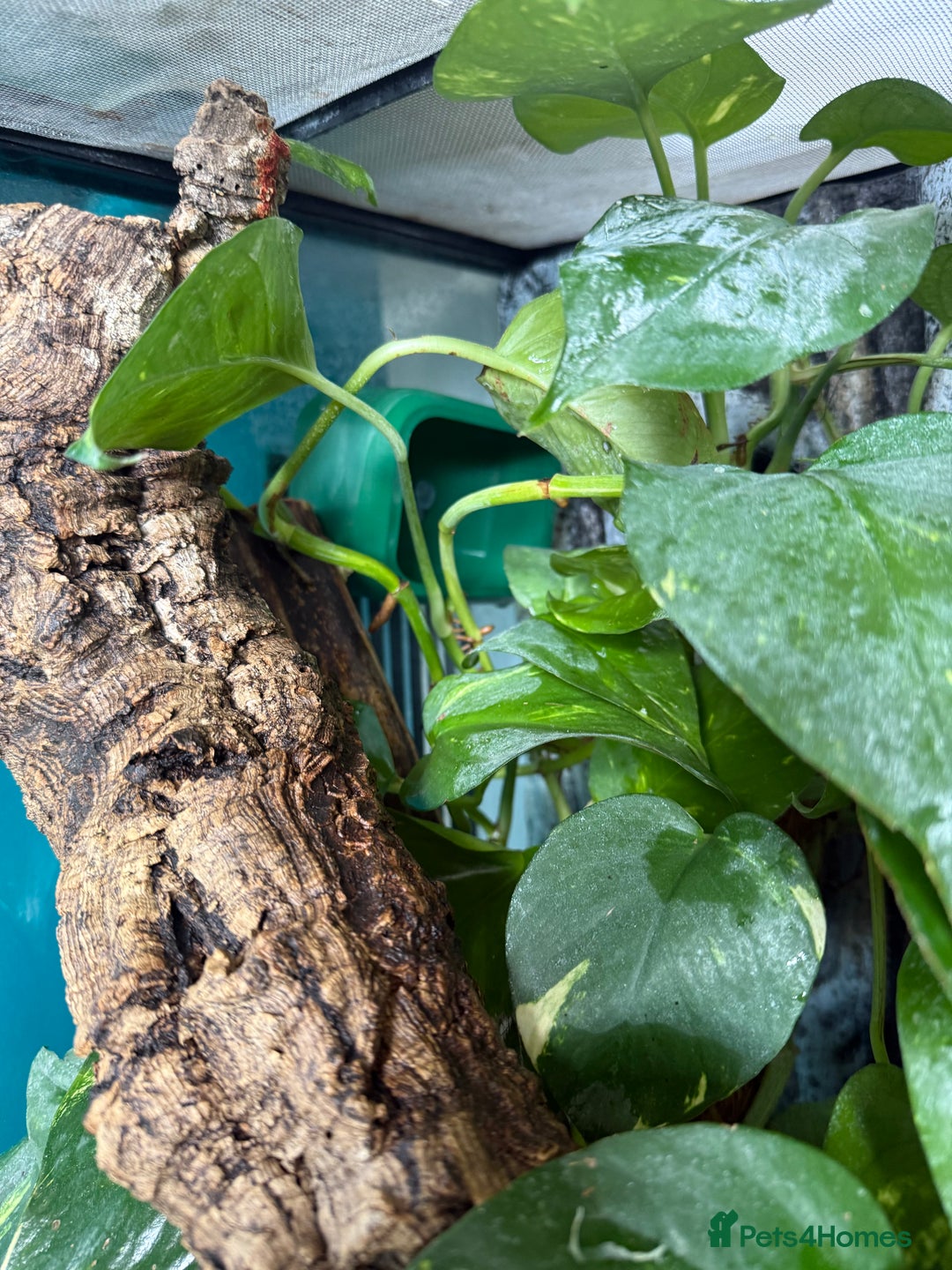 Gecko reptiles for sale: Male Crested Gecko Dalmatian with full setup - Image 6