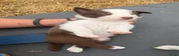 Border Collie dogs for sale: Beautiful Border Collie pups - Advert 14