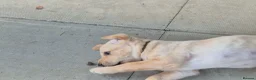 Labradoodle dogs for sale: Labrador cross puppies - Advert 11