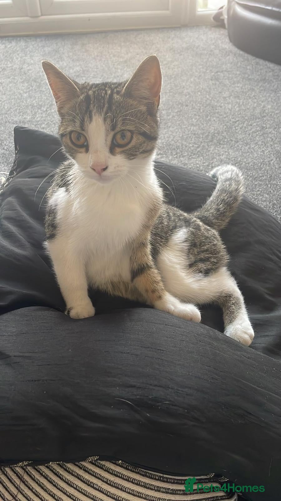 Mixed Breed cats very friendly cats for sale - Advert 3