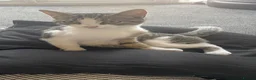 Mixed Breed cats for sale: very friendly cats for sale in Bedford - Advert 1