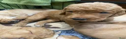 Labradoodle dogs for sale: Miniature Red Labradoodles - Advert 26