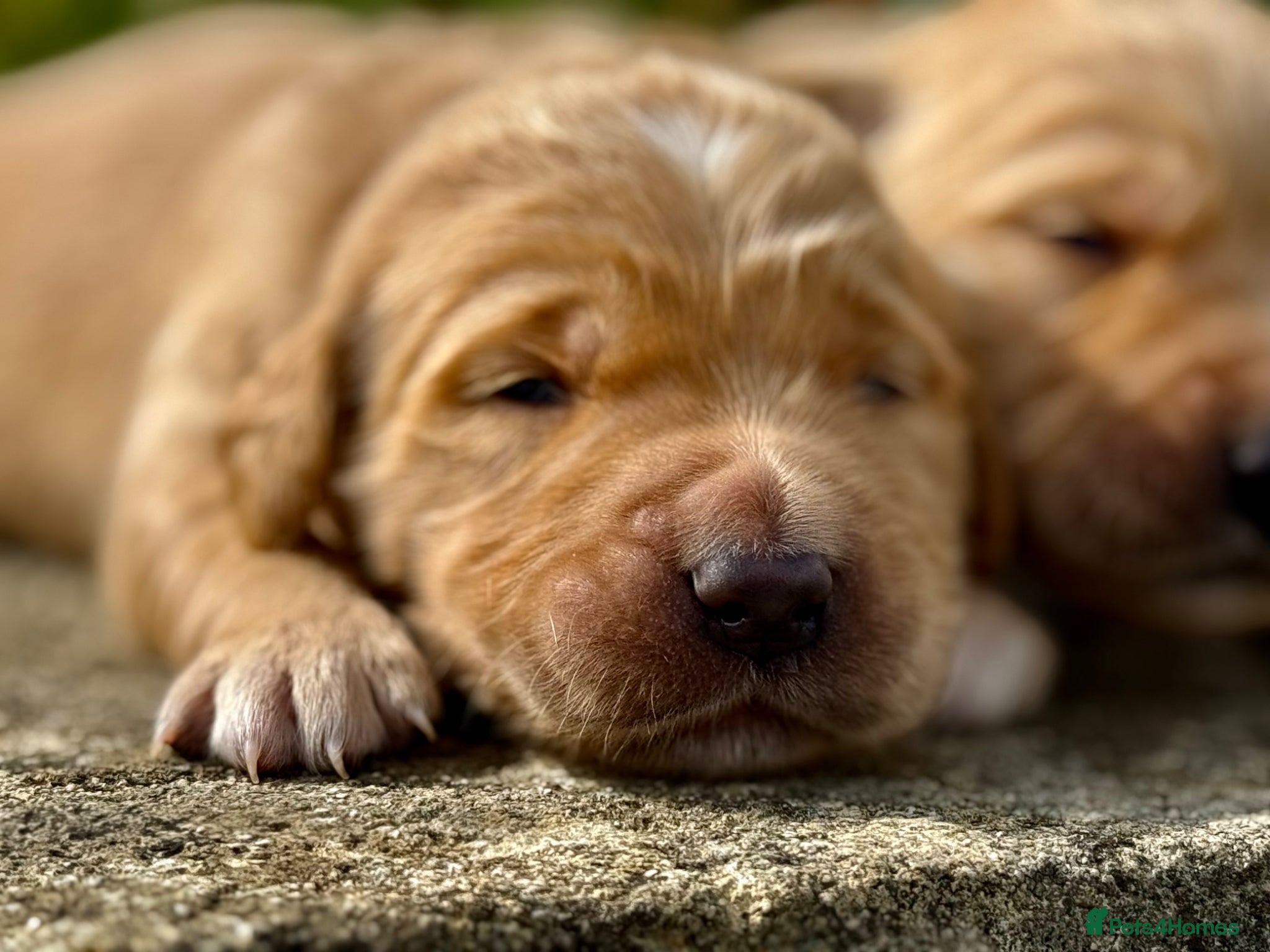 Golden Retriever dogs Beautiful Deep Golden Dark Retriever Puppys - Advert 2