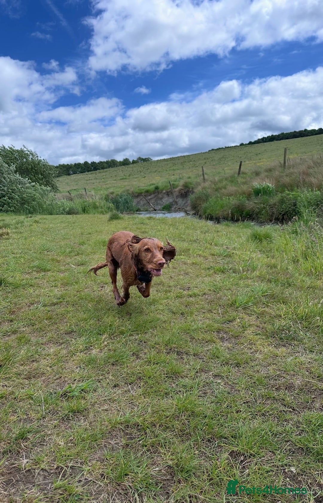Cocker Spaniel dogs for sale: KC Registered Working Cocker Spaniel - 3yo, Female - Advert 2
