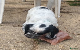 Sprocker dogs for sale: STRIKING SPROCKER SPANIEL PUPPIES  - Image 10