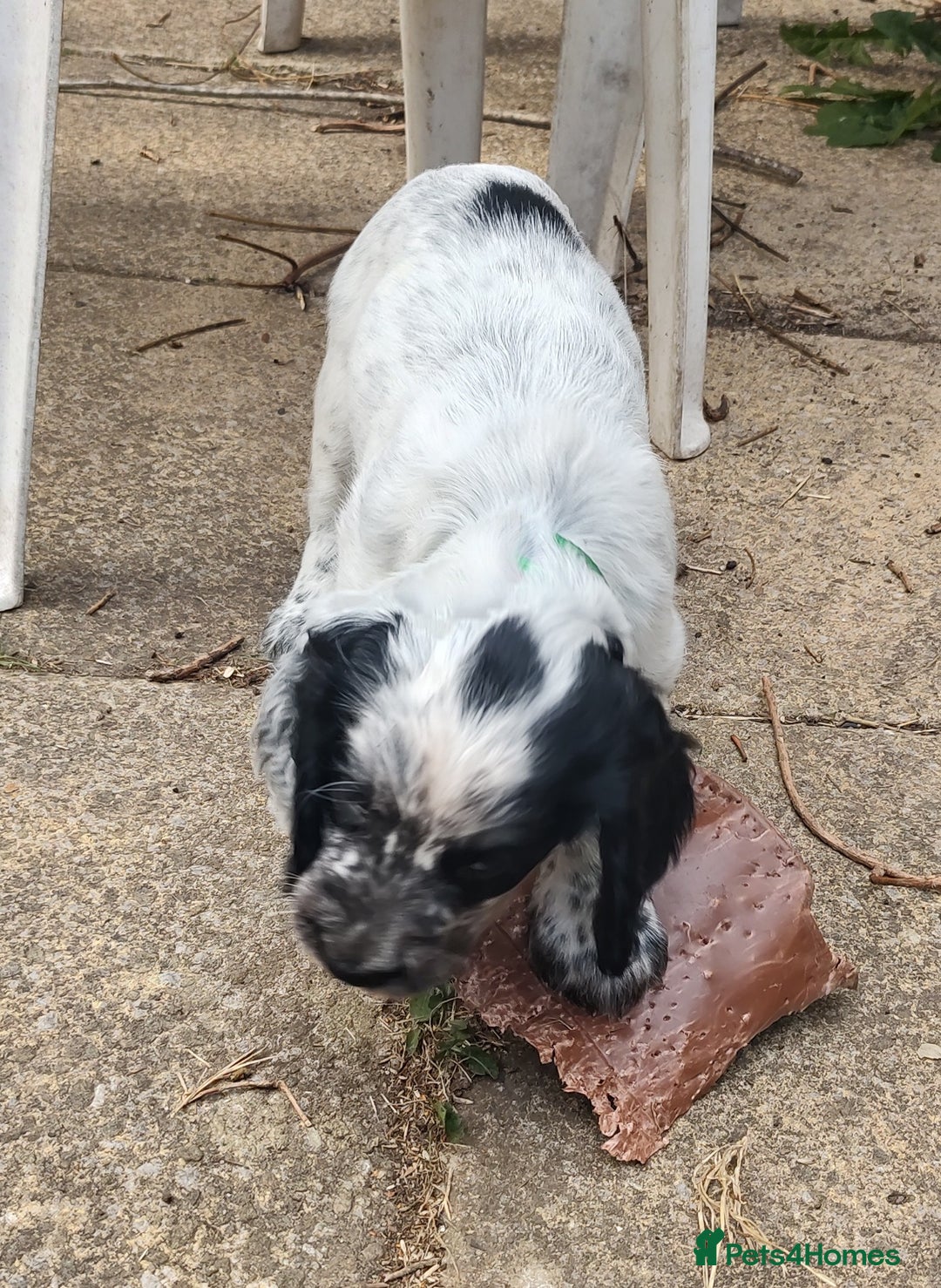 Sprocker dogs for sale: STRIKING SPROCKER SPANIEL PUPPIES  - Image 10