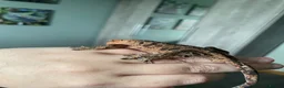 Gecko reptiles for sale: Gorgeous super Dalmatian ink spot  - Advert 4