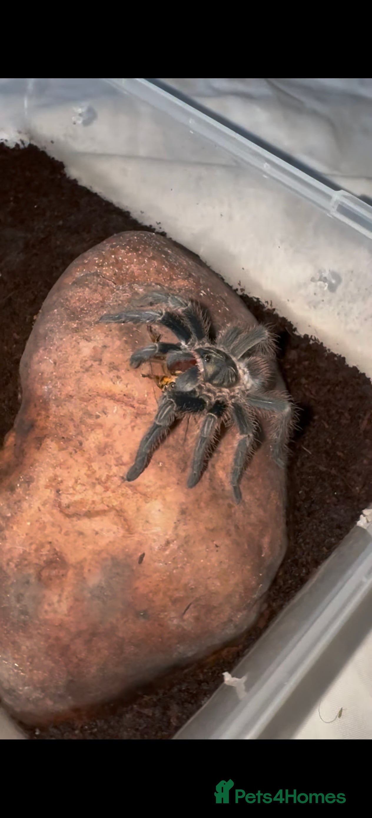 Tarantulas invertebrates Salmon pink bird eater juvi - Advert 13