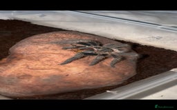 Tarantulas invertebrates for sale: Salmon pink bird eater juvi - Advert 1