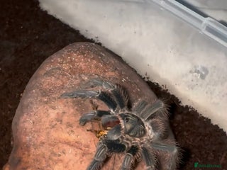 Tarantulas invertebrates Salmon pink bird eater juvi - Advert 5