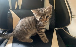 Mixed Breed cats for sale: Five Gorgeous Kittens available now ! - Image 34