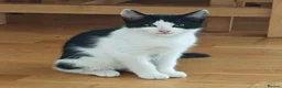 Domestic Shorthair cats for sale: Happy Kittens Looking for a new forever home - Advert 4