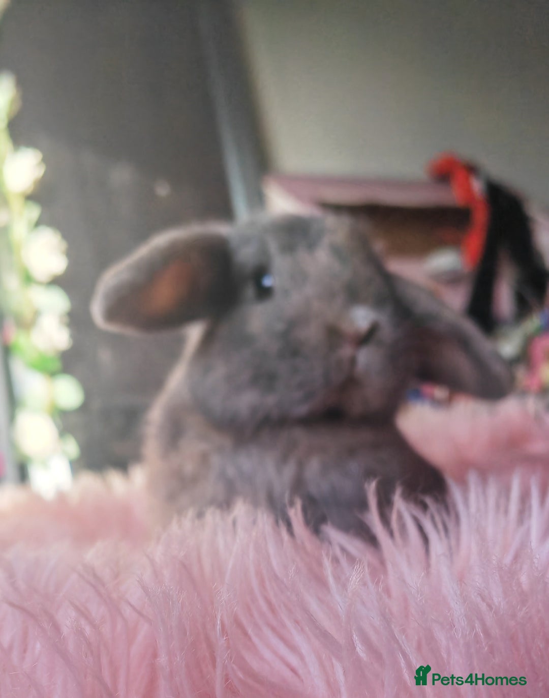 Mixed Breed rabbits for sale: 3 Female and 1 male friendly playful lion head lop - Advert 3