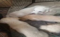 Golden Retriever dogs for sale: 🐾🐕 3 male Golden Retriever Puppies 🐶 🐕‍🦺 - Image 15