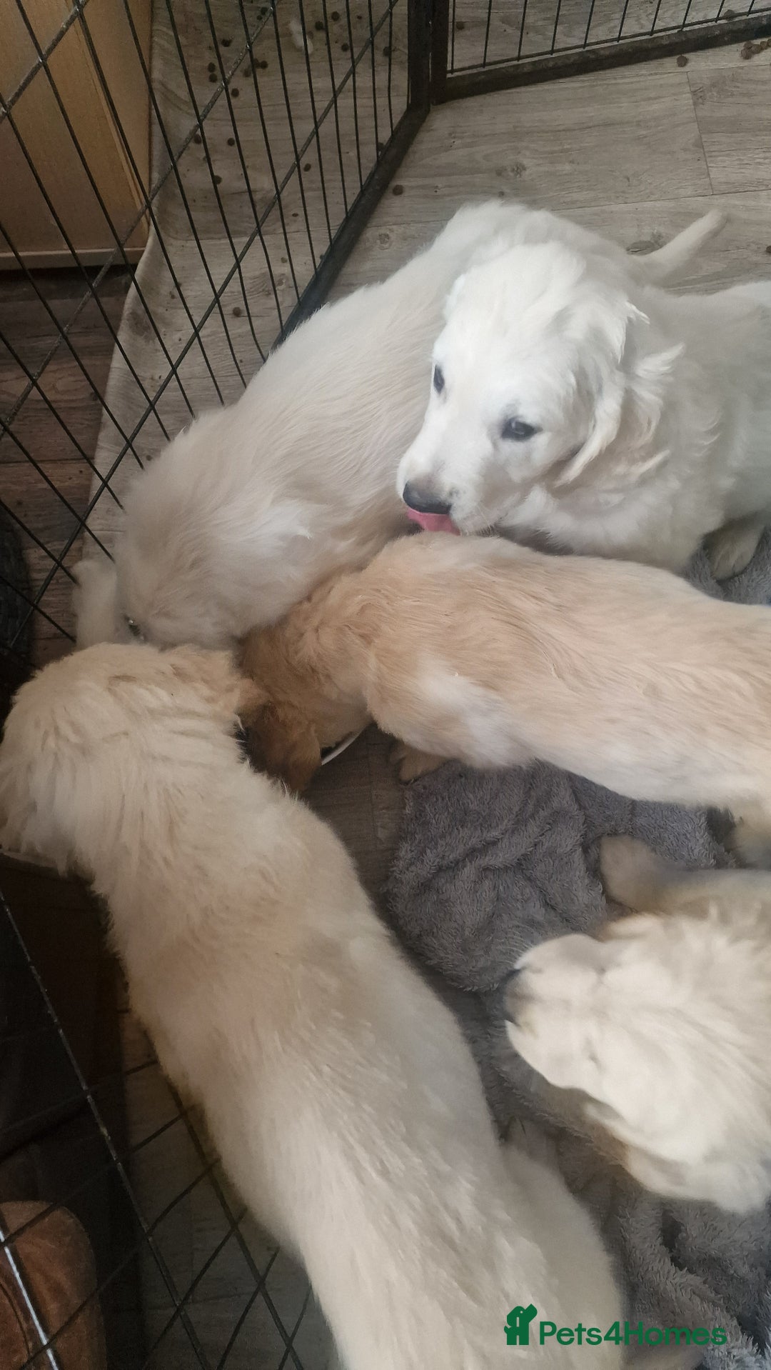Golden Retriever dogs for sale: 🐾🐕 3 male Golden Retriever Puppies 🐶 🐕‍🦺 - Image 15
