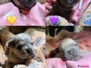 French Bulldog dogs Multicoloured Frenchies ⭐️ - Advert 1