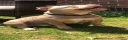 Mixed Breed dogs for sale: 4 year old male neutered pocket bully - Advert 5