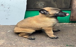 Belgian Shepherd Dog dogs for sale: Belgium Malinois pups for sale - Advert 6