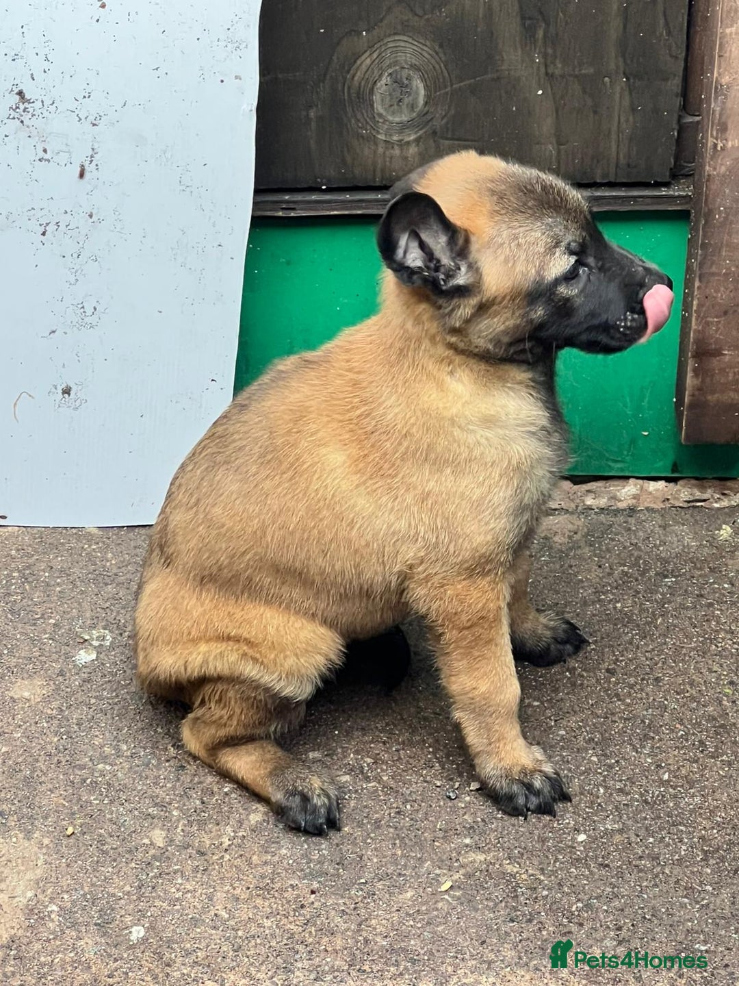 Belgian Shepherd Dog dogs for sale: Belgium Malinois pups for sale - Advert 6