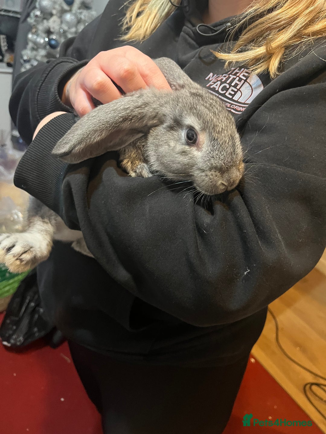 Mixed Breed rabbits for sale: Female rabbit  - Advert 1