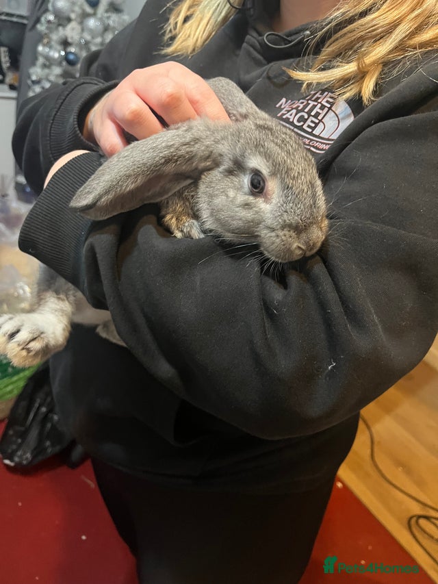 Female rabbit for sale in Bournemouth | Pets4Homes