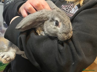 Mixed Breed rabbits Female rabbit - Advert 2