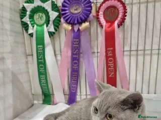 British Shorthair cats 2 x British shorthair queens mother and daughter - Advert 13
